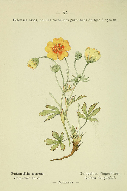 Potentille dorée
