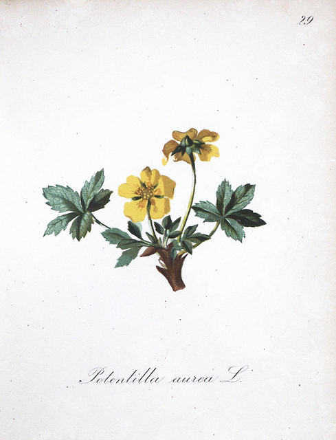 Potentille dorée