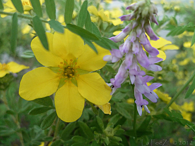 Potentille dorée
