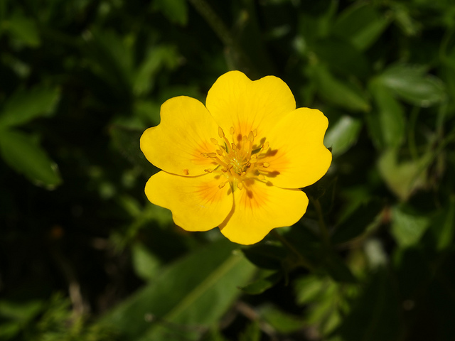 Potentille dorée (Potentilla aurea)