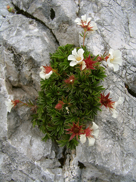 Potentille de crantz
