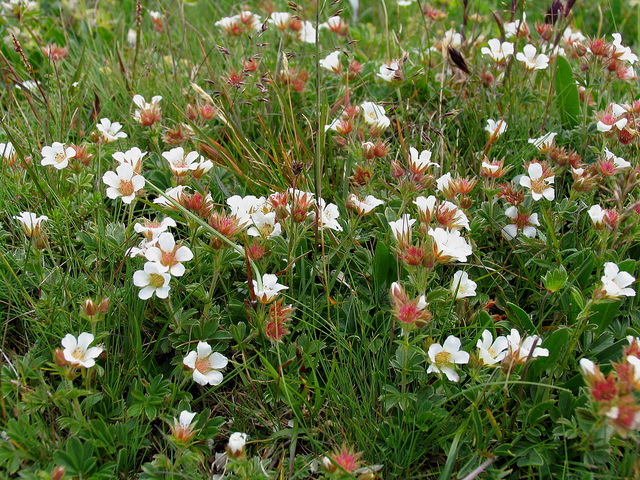 Potentille de crantz