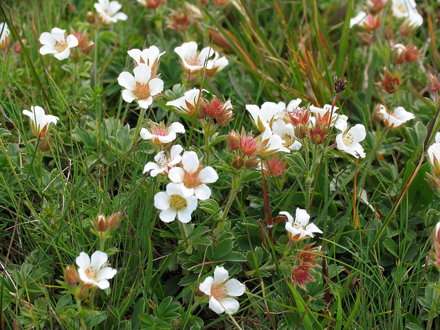 Potentille de crantz (Potentilla clusiana)