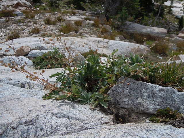 Potentilla diversifolia