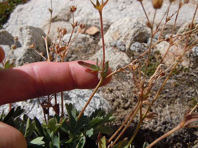Potentilla diversifolia