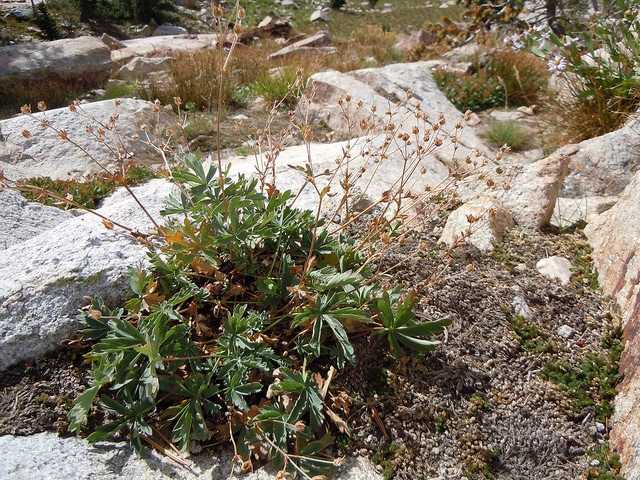Potentilla diversifolia