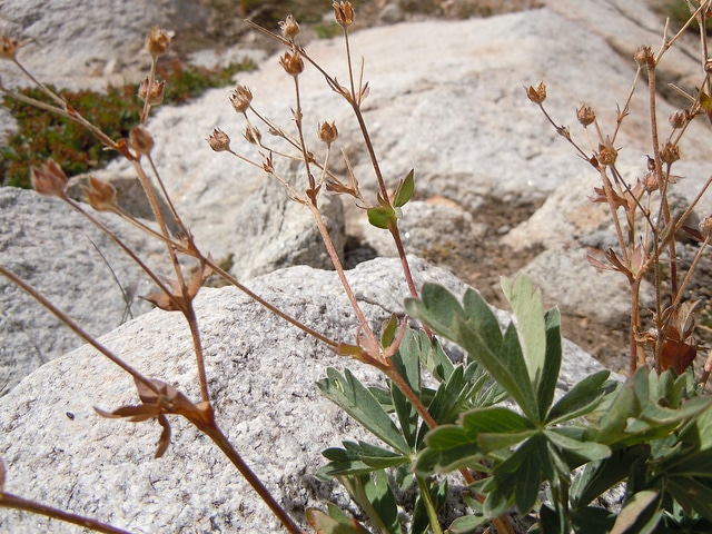 Potentilla diversifolia