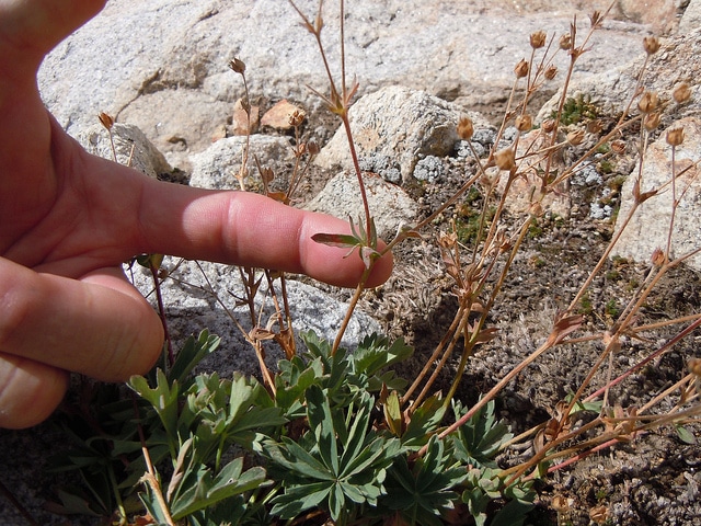 Potentilla diversifolia