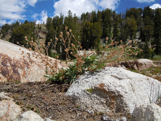 Potentilla diversifolia (Potentilla diversifolia)
