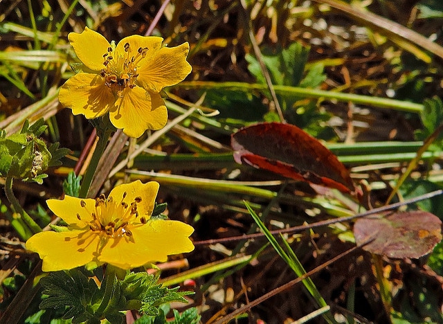 Potentilla flabellifolia (Potentilla flabellifolia)