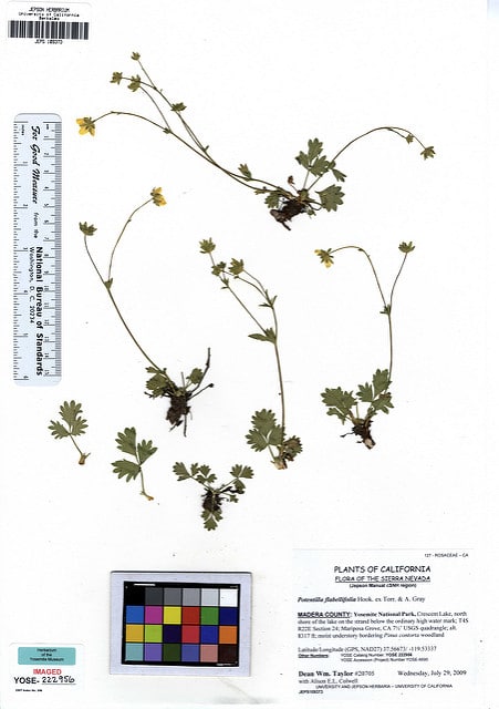 Potentilla flabellifolia