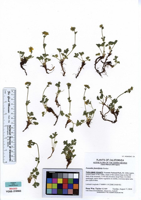 Potentilla flabellifolia