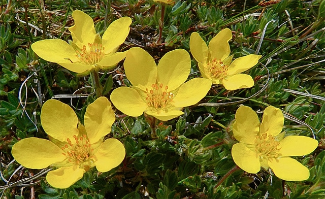 Potentilla flabellifolia