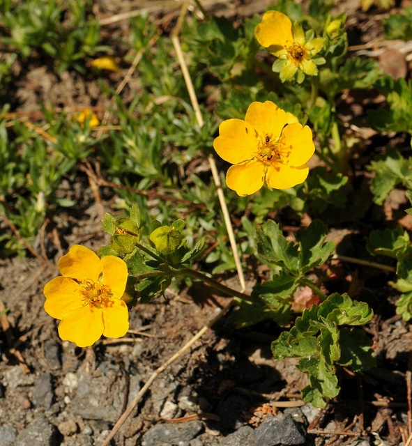 Potentilla flabellifolia