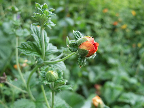 Potentille arbustive