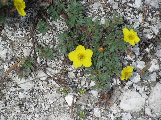 Potentille arbustive