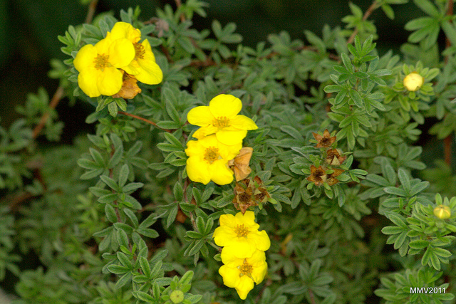 Potentille arbustive (Potentilla fruticosa)