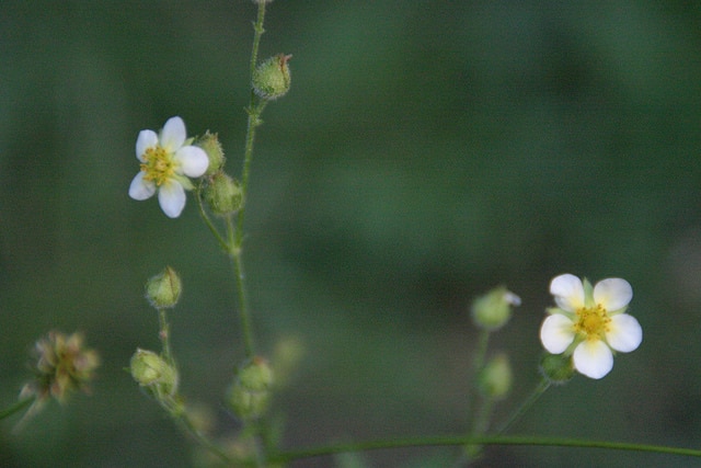 Potentilla glandulosa (Potentilla glandulosa)