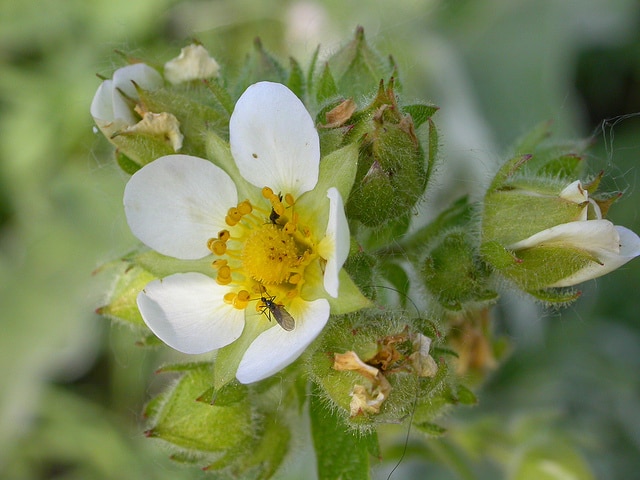Potentilla glandulosa