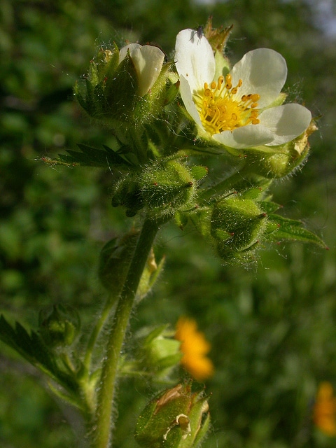Potentilla glandulosa