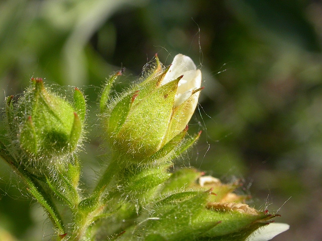 Potentilla glandulosa