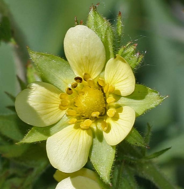 Potentilla glandulosa