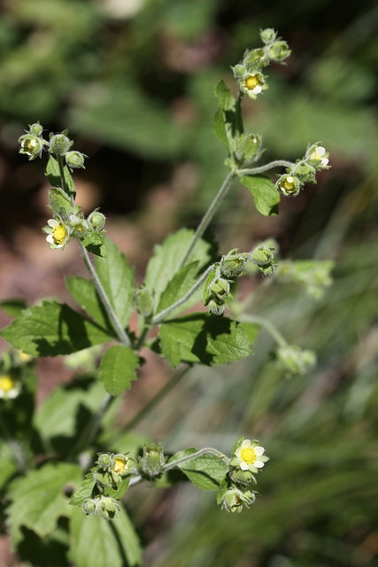 Potentilla glandulosa