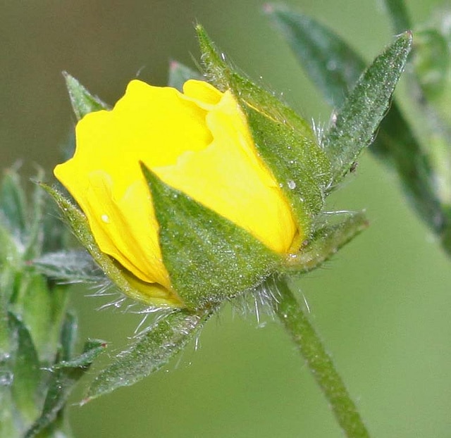Potentille grêle