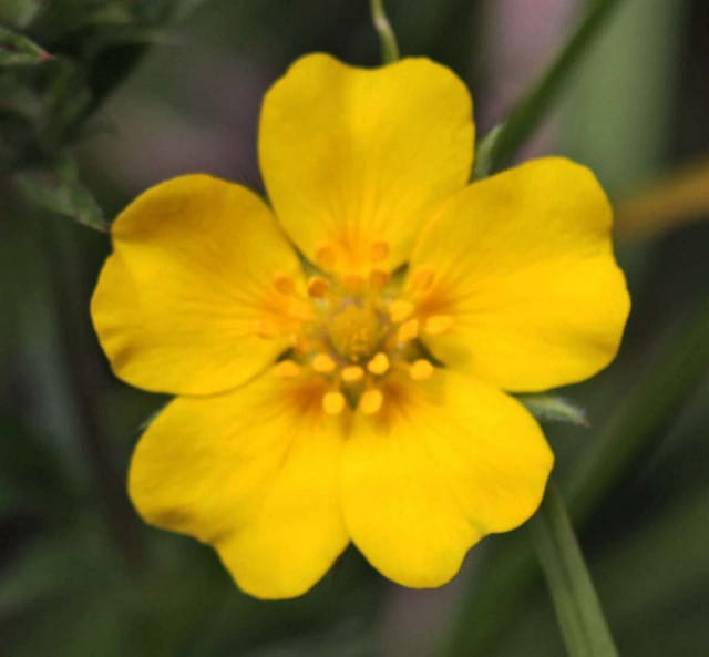 Potentille grêle