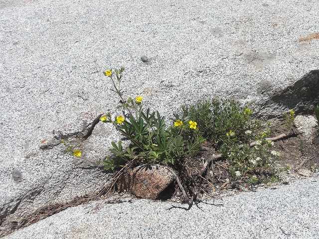 Potentille grêle
