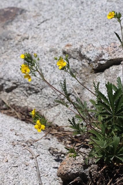 Potentille grêle