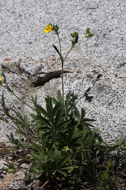Potentille grêle