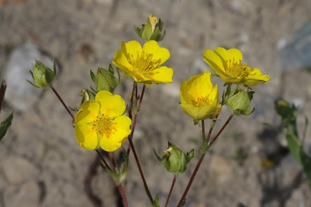 Potentille grêle (Potentilla gracilis)