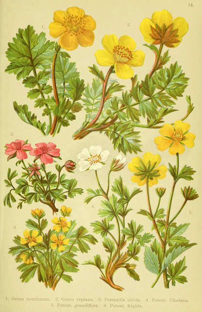 Potentille à grandes fleurs