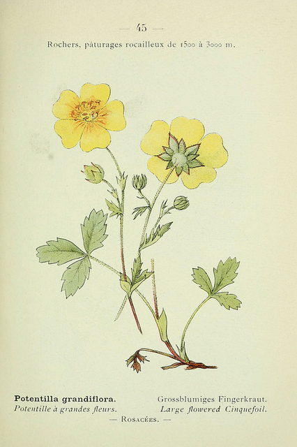 Potentille à grandes fleurs