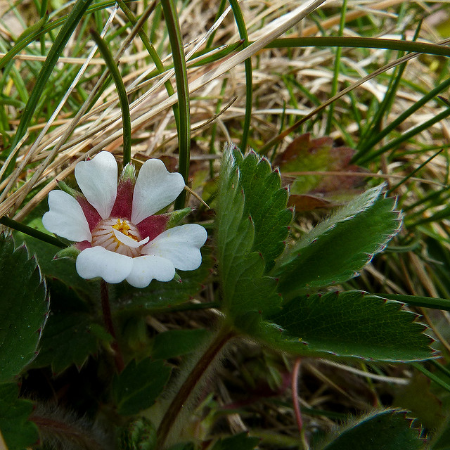 Potentille à petites fleurs