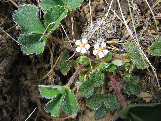 Potentille à petites fleurs