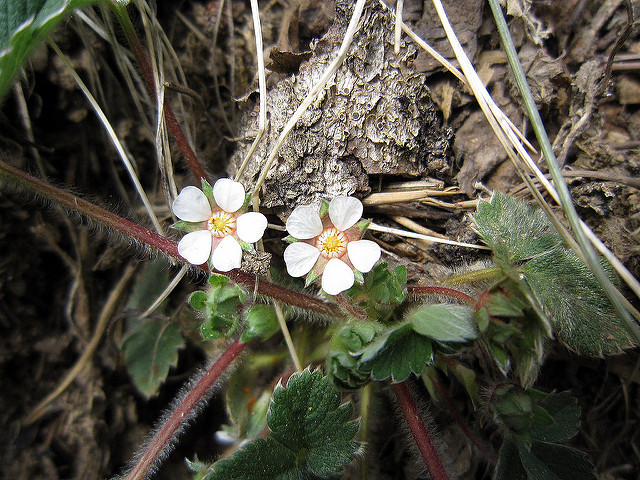 Potentille à petites fleurs