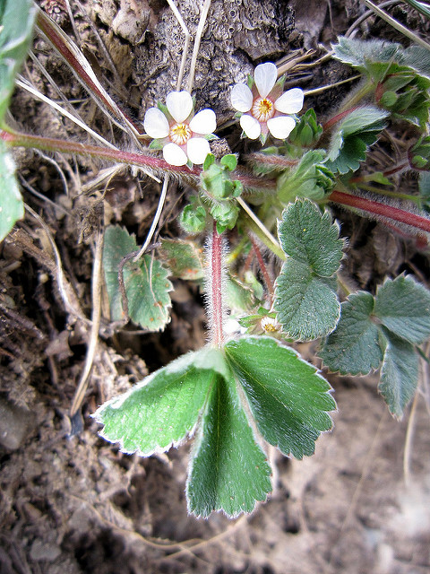 Potentille à petites fleurs
