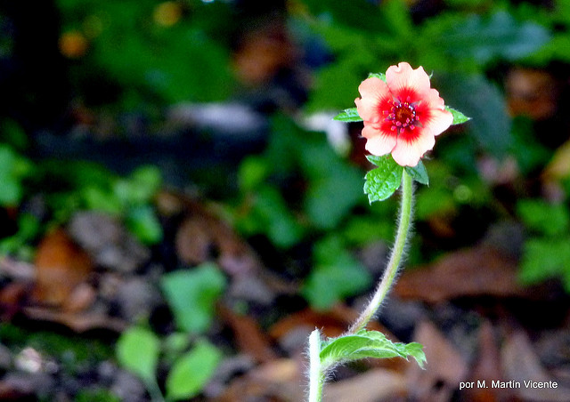 Potentilla nepalensis