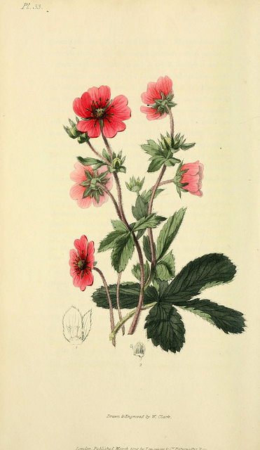 Potentilla nepalensis