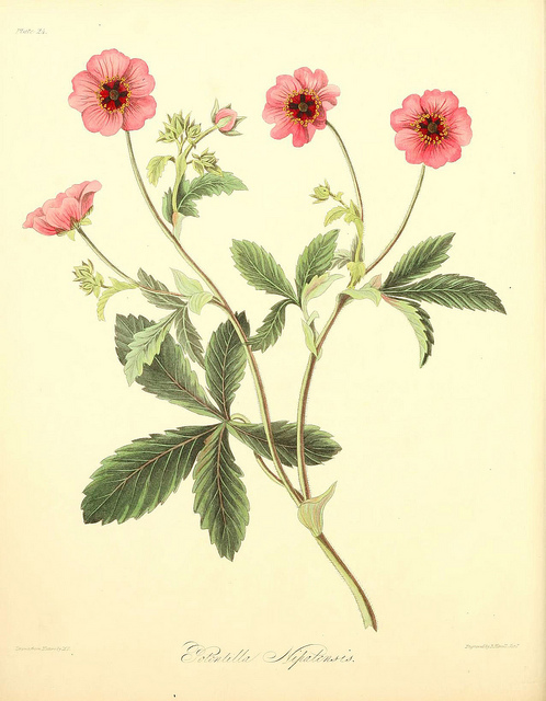 Potentilla nepalensis
