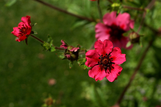 Potentilla nepalensis