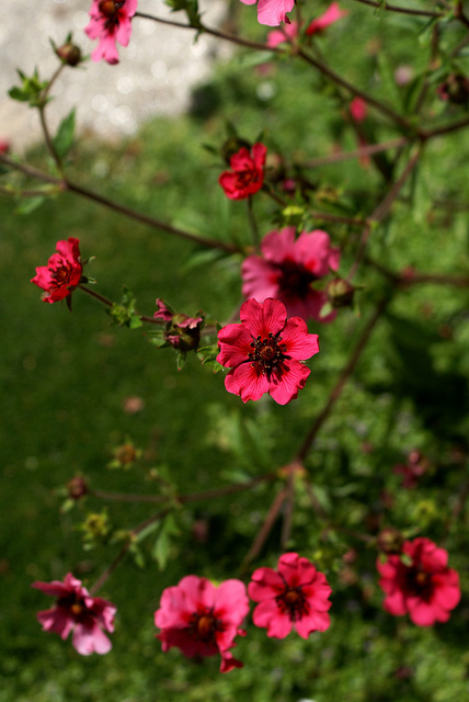 Potentilla nepalensis
