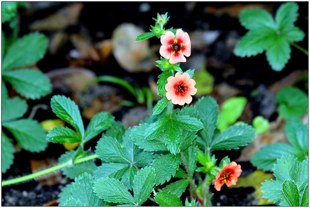 Potentilla nepalensis (Potentilla nepalensis)