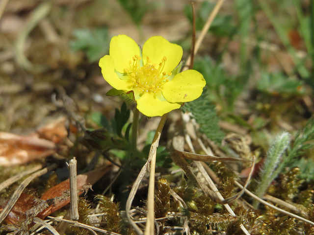 Potentille de neumann