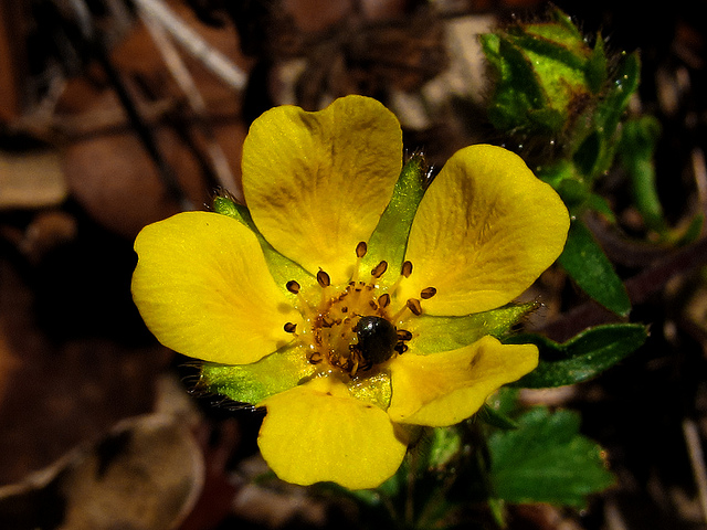 Potentille de neumann