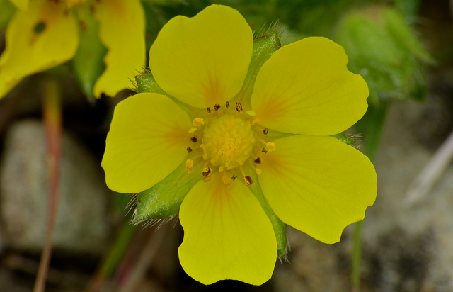 Potentille de neumann (Potentilla neumanniana)