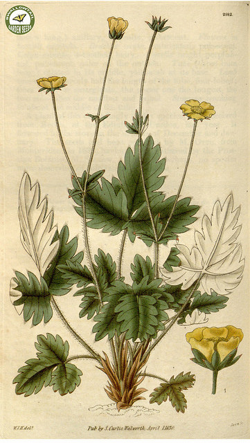 Potentille blanc de neige (Potentilla nivea)