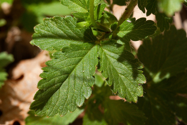 Potentille de norvège (Potentilla norvegica)